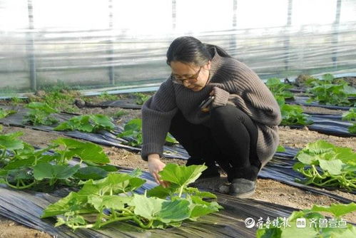 从上海写字楼到广饶大棚地 刘超返乡逐梦 关心粮食和蔬菜