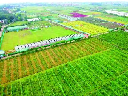 惠城丝苗米产业园打造出可复制推广的立体农业种植模式
